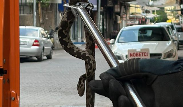 Nazilli’de esnafı yılan telaşı sardı.. Çarşı merkezinde yılan hareketliliği