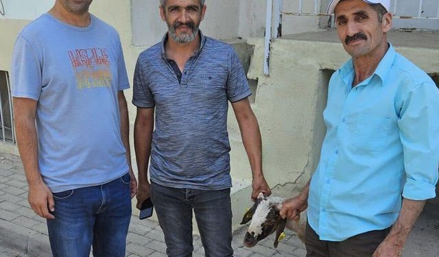 Kapılara toslayan kuzunun sahibi küpesinden bulundu