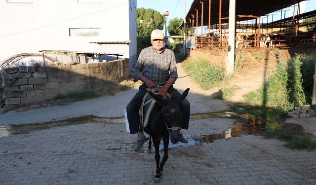 Ayhan amca yokluktan değil, sürücü belgesi olmadığından eşeği ile servis yapıyor