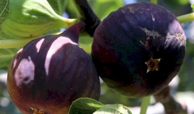 İncirde hasat ve ihracat tarihi belli oldu