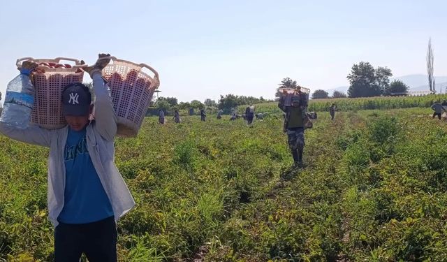 Aydın'da 12 bin 94 dekarda domates hasadı sürüyor