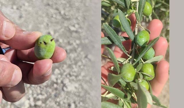 Zeytin üreticilerine sinek uyarısı