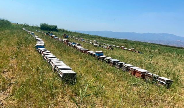Nazilli’de arılı kovan tespit çalışmaları sürüyor