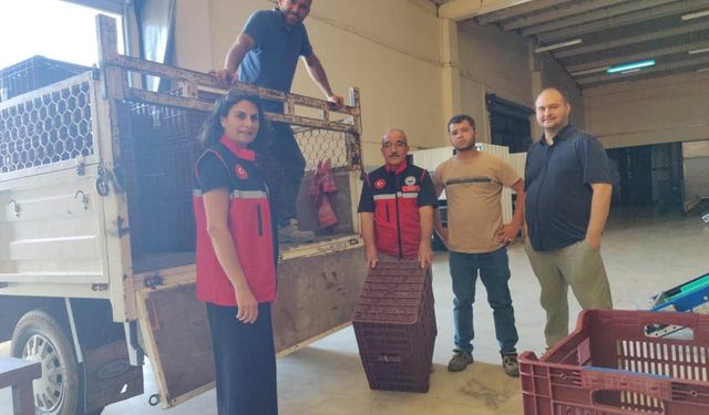 Nazilli’de incir üreticilerine destek