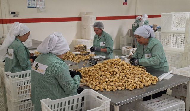 Rekoltenin yüksek olduğu incirde ihracat rekoru bekleniyor