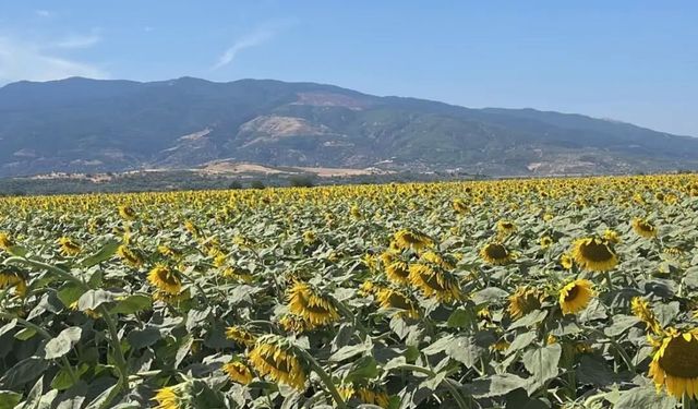 Kuyucak'ta ayçiçeği tarlaları denetlendi