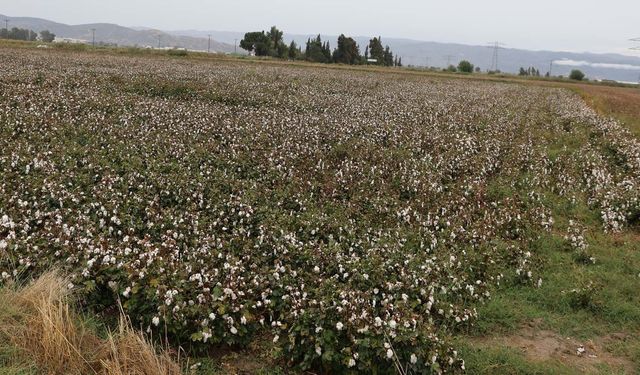 Aydın pamuğu yağmura hazırlıksız yakalandı