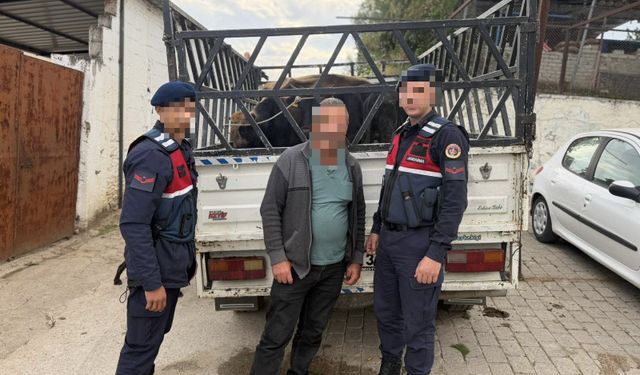 Çaldığı büyükbaş hayvanları satan şüpheli tutuklandı