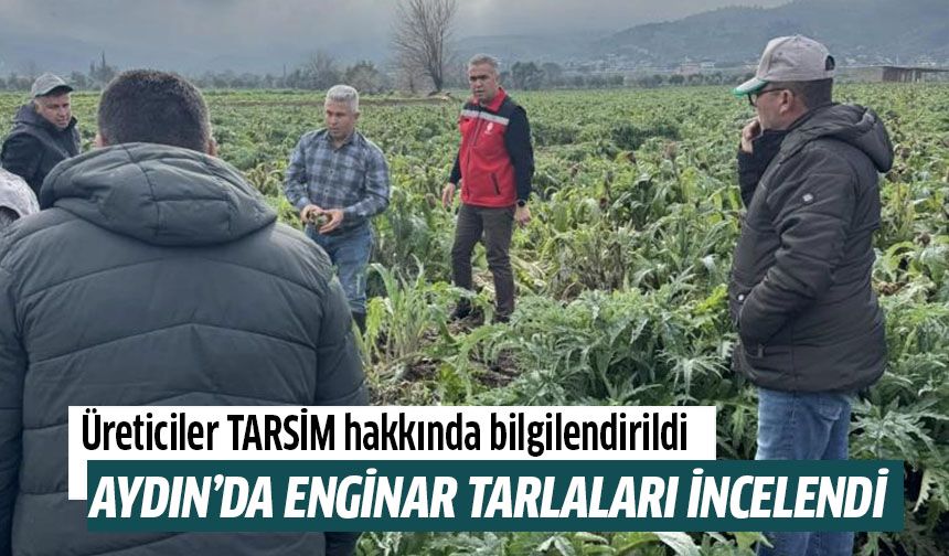 Aydın'da enginar tarlaları incelendi