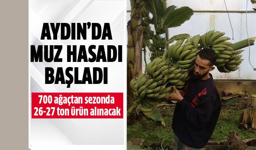 Aydın'da muz hasadı başladı!