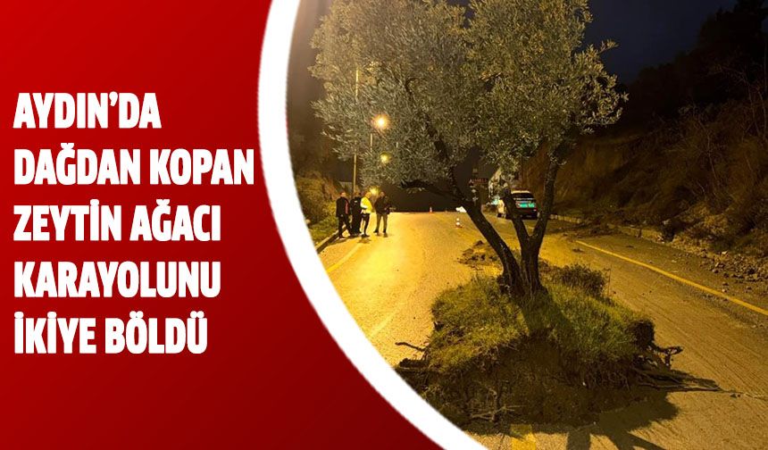 Aydın’da sele kapılan zeytin ağacı yolun ortasında durdu