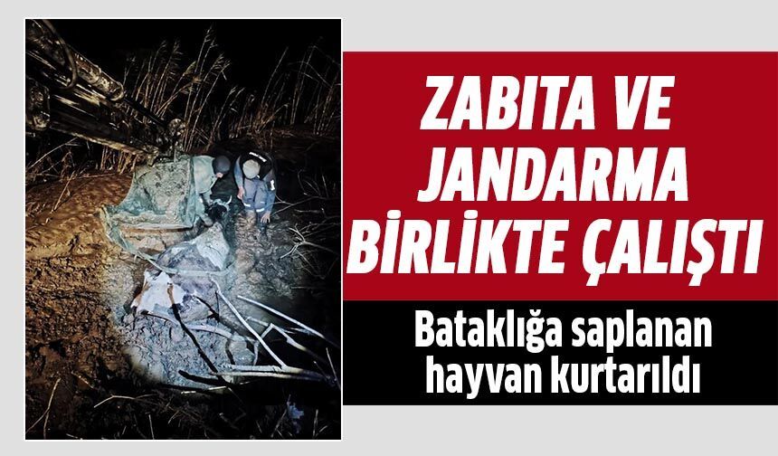 Bataklığa saplanan hayvan kurtarıldı