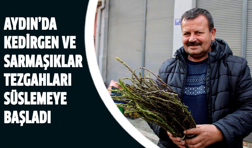 Aydn'da kedirgen sezonu başladı!