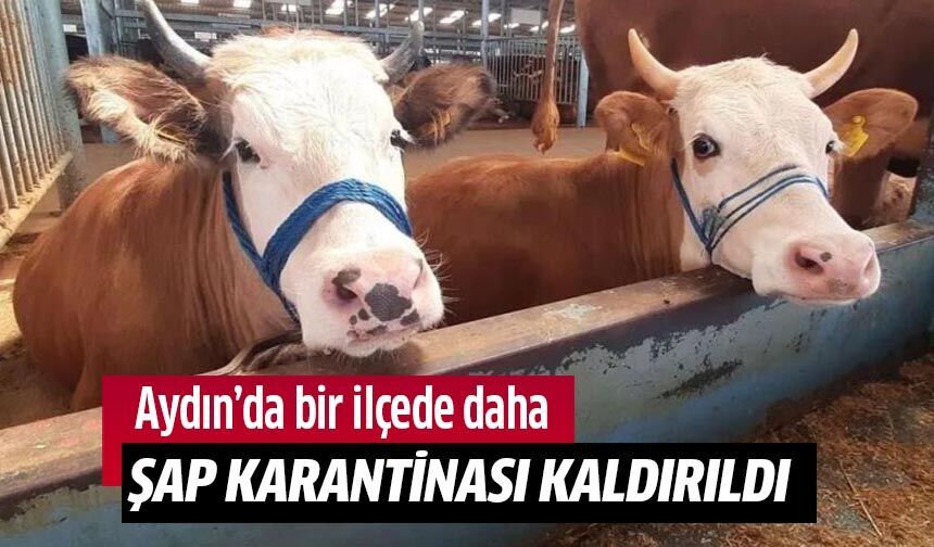 Ayın'da bir ilçede daha şap karantinası kaldırıldı!