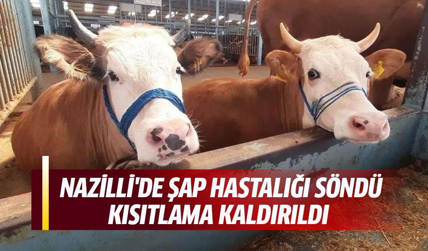 Nazilli'de şap hastalığı söndü, kısıtlama kaldırıldı