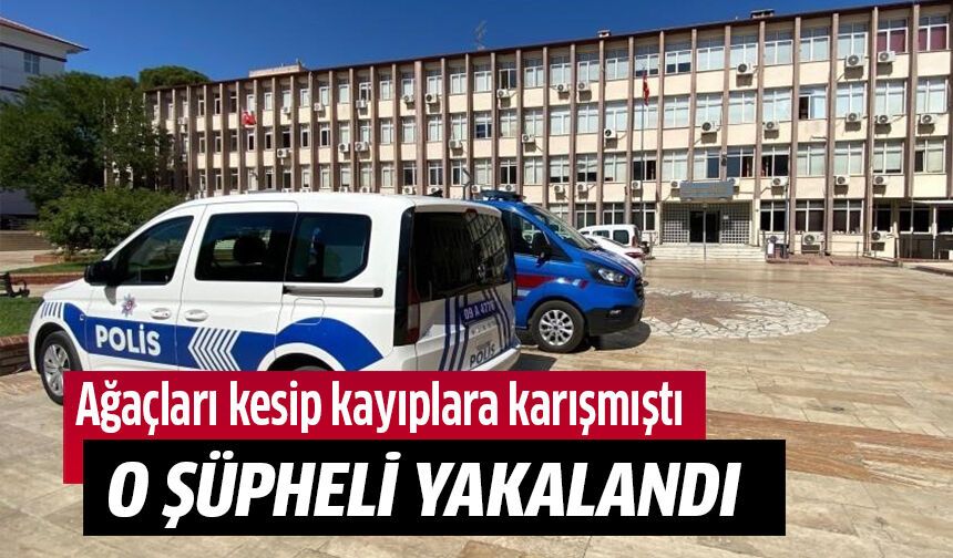 Ağaç katliamı yapan şüpheli yakalandı!