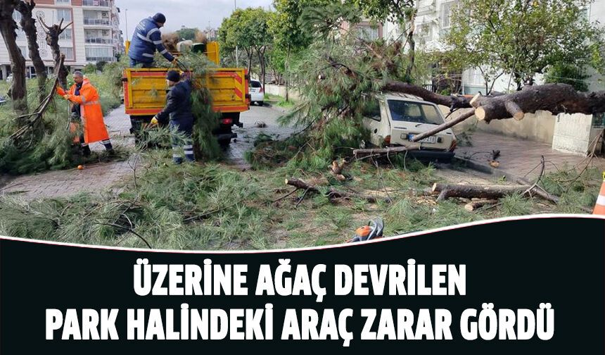 Üzerine ağaç devrilen park halindeki araç zarar gördü