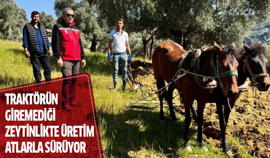 Traktörün giremediği zeytinlikte üretim atlarla sürüyor