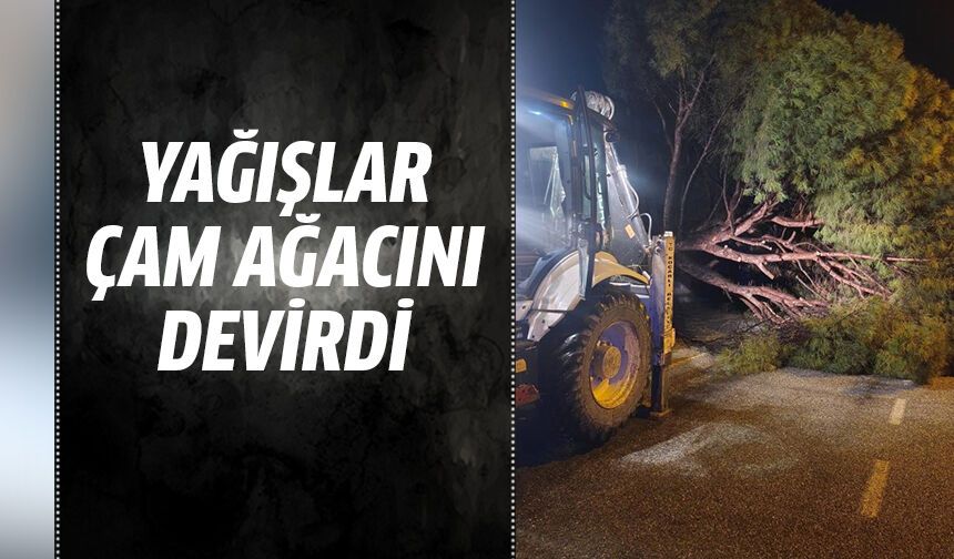 Yağışlar çam ağacını devirdi