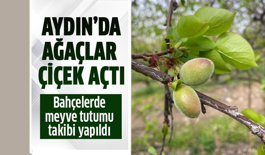 Aydın'da ağaçlar çiçek açtı!