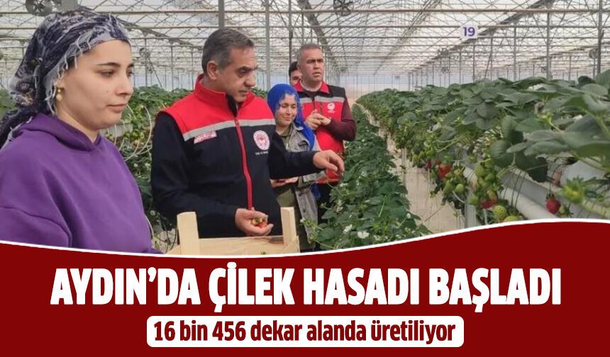 Aydın’da çilek hasadı başladı