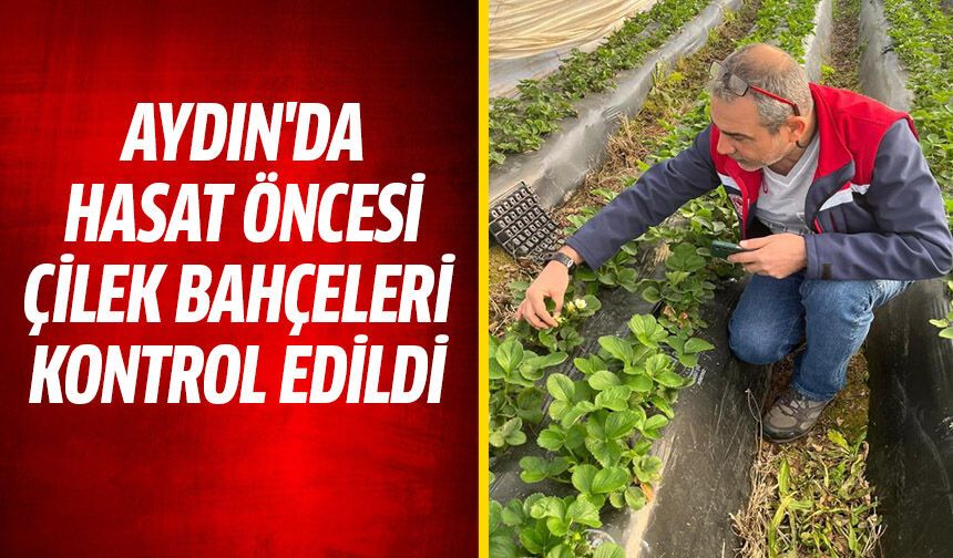 Aydın'da hasat öncesi çilek bahçeleri kontrol edildi