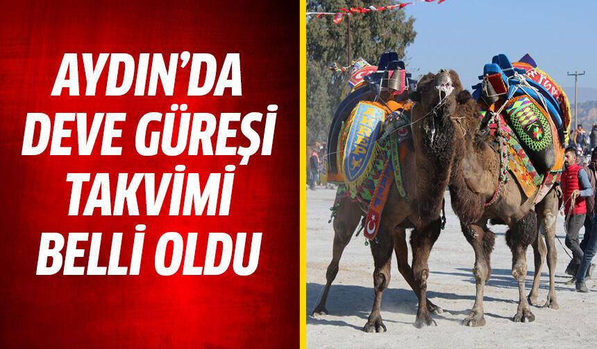 Aydın'da deve güreşi takvimi belli oldu