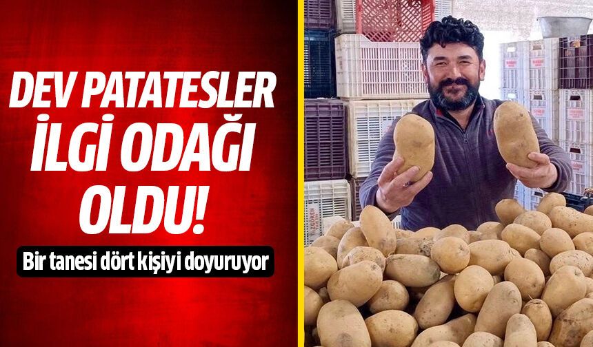 Pazarda dev patates dikkat çekti!