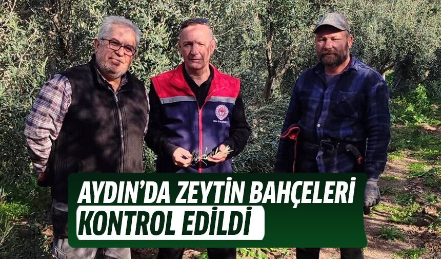 Aydın’da zeytin bahçeleri kontrol edildi