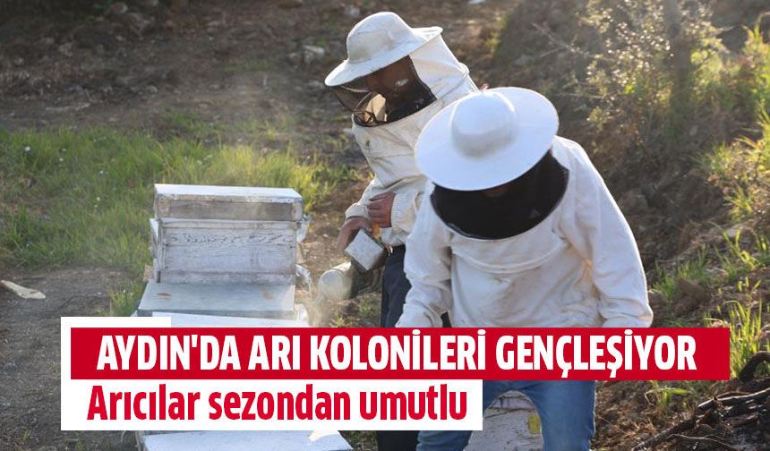 Aydın'da arı kolonileri gençleşiyor!