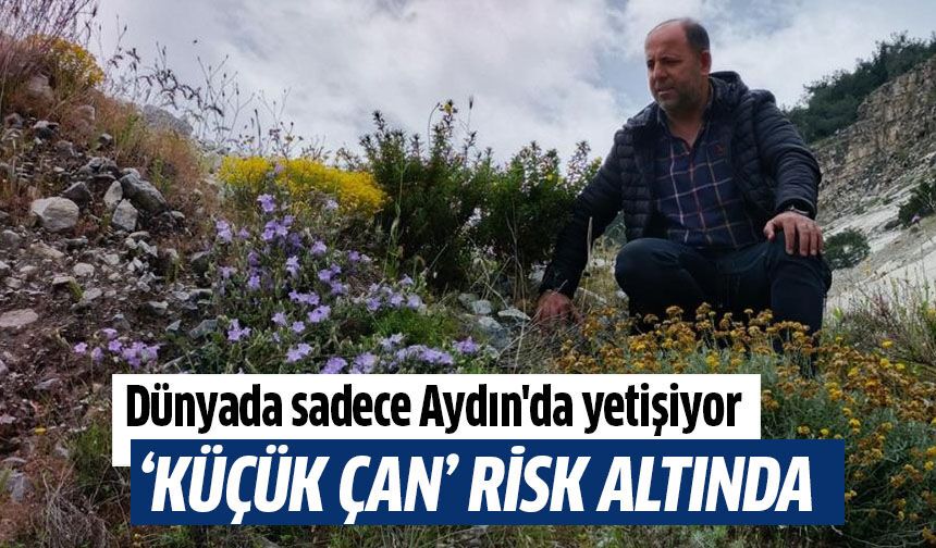 Dünyada sadece Aydın'da yetişiyor!