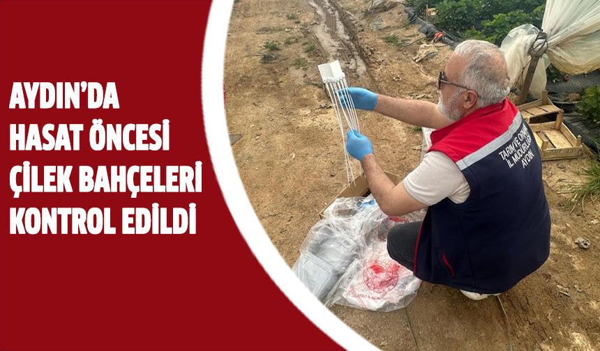 Aydın’da hasat öncesi çilek bahçeleri kontrol edildi