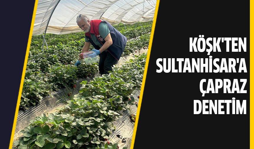 Çilekte hasat öncesi pestisit kontrolü