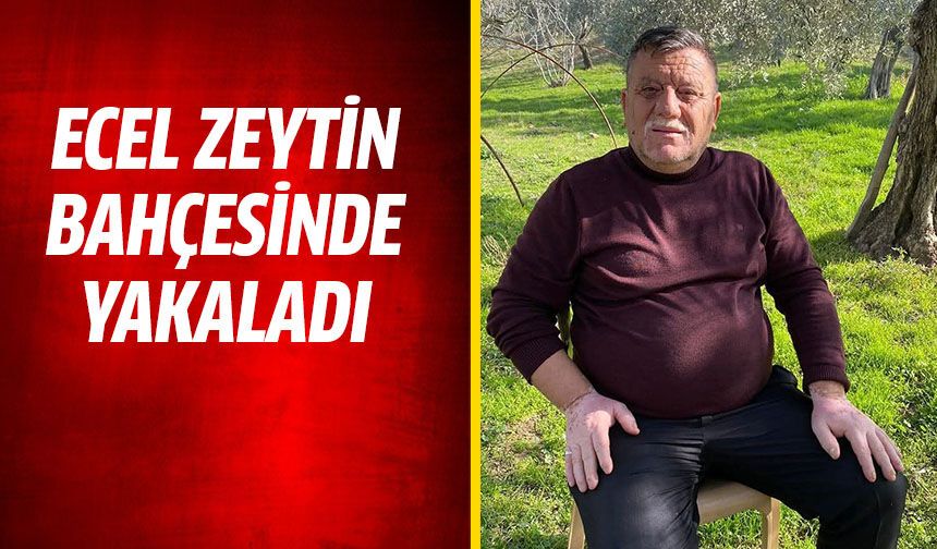Ecel zeytin bahçesinde yakaladı!