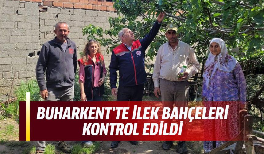Buharkent'te ilek bahçeleri kontrol edildi