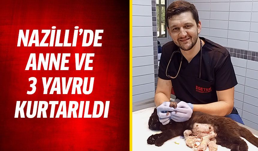 Nazilli’de anne ve 3 yavru kurtarıldı