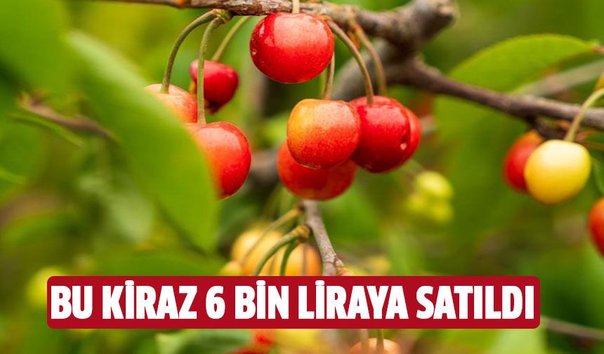 Bu kirazın kilosu 6 bin liraya satıldı!