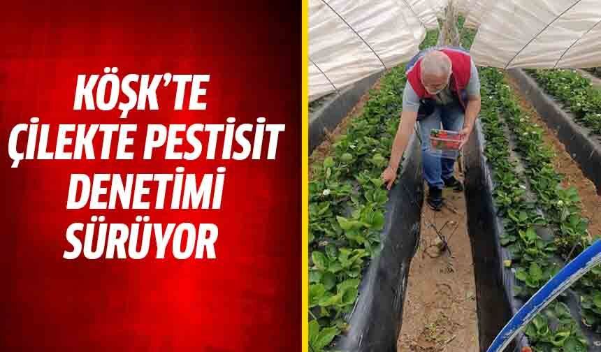 Köşk’te çilekte pestisit denetimi sürüyor
