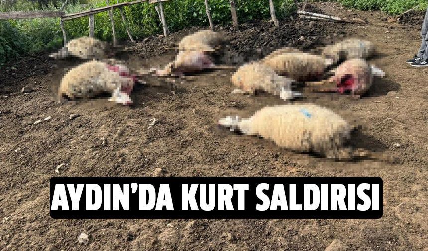 Aydın'da kurt saldırısı!