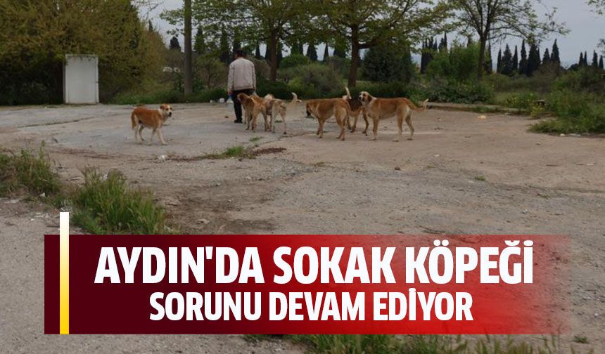 Aydın'da sokak köpeği sorunu devam ediyor