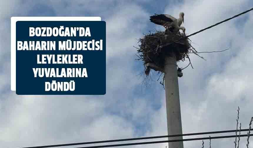 Bozdoğan’da baharın müjdecisi leylekler yuvalarına döndü