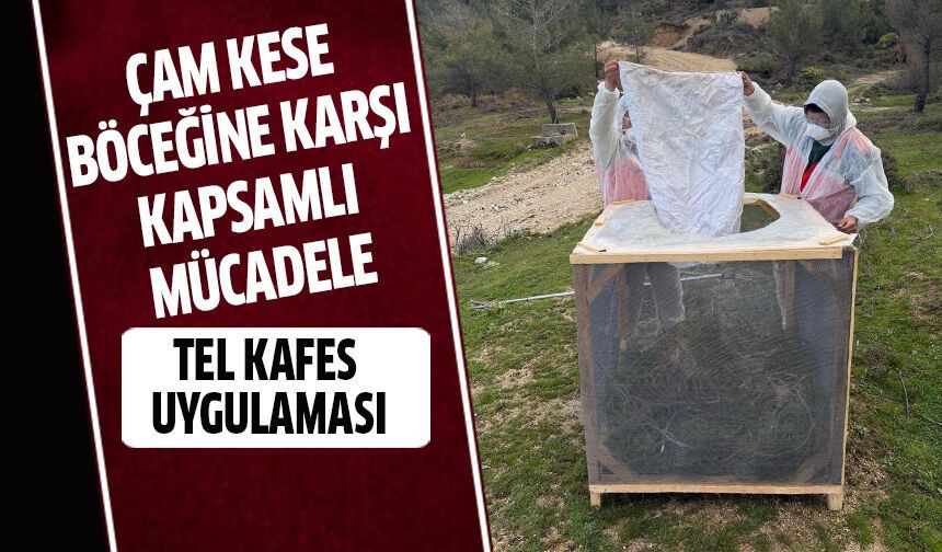 Aydın'da çam kese böceğine karşı kapsamlı mücadele