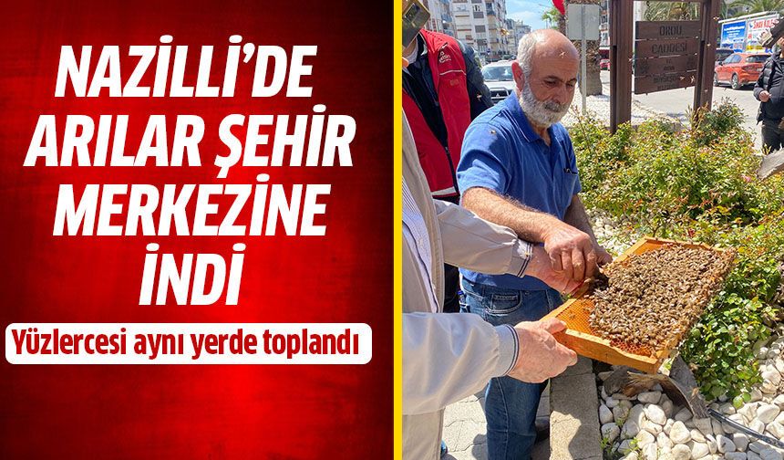 Nazilli’de arılar şehir merkezine indi