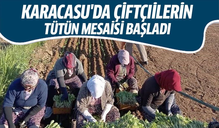 Karacasu'da çiftçilerin tütün mesaisi başladı