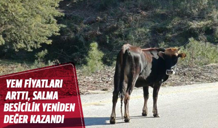 Yem fiyatları arttı, salma besicilik yeniden değer kazandı