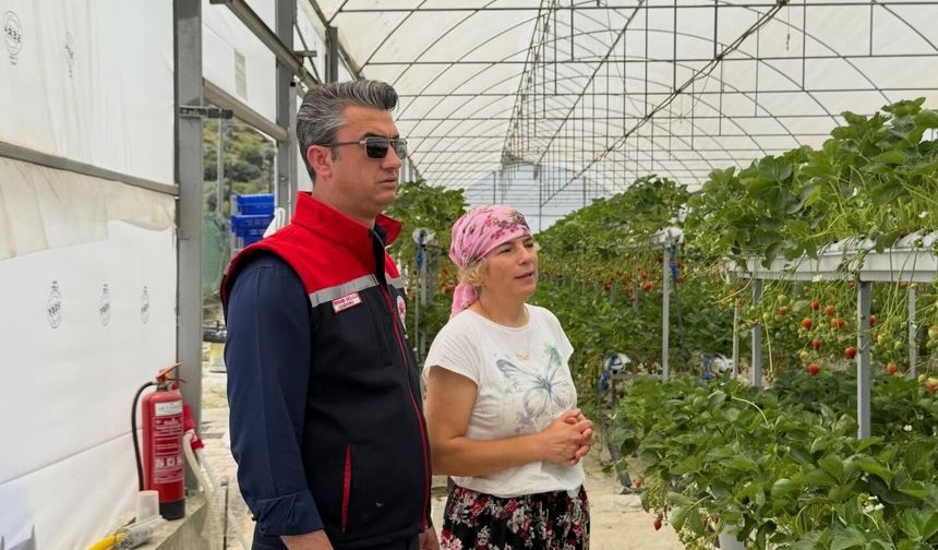 Çilek bahçelerinde pestisit denetimi