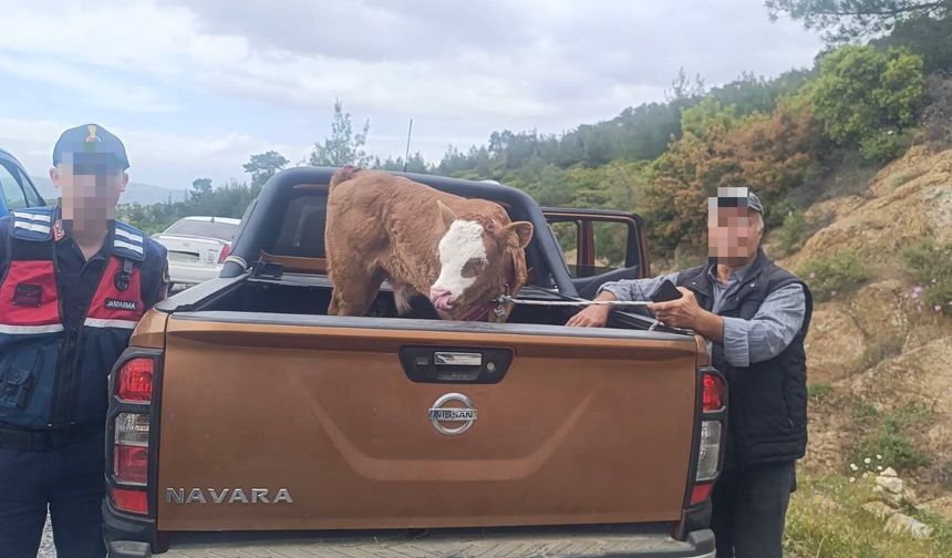 Kurban Bayramı öncesi çalınan büyükbaş hayvan bulunarak sahibine teslim edildi