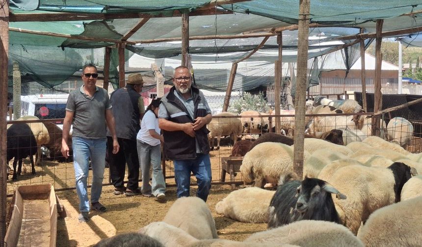 Kurbanlıklar satışa çıktı