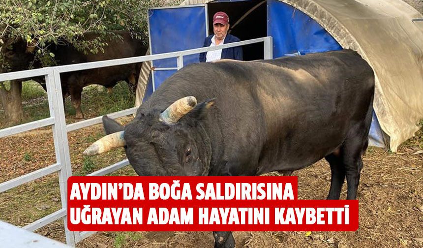 Aydın'da boğa saldırısına uğrayan adam hayatını kaybetti!