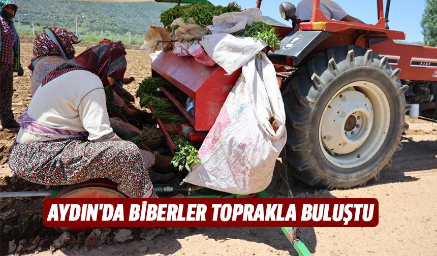 Aydın'da biberler toprakla buluştu